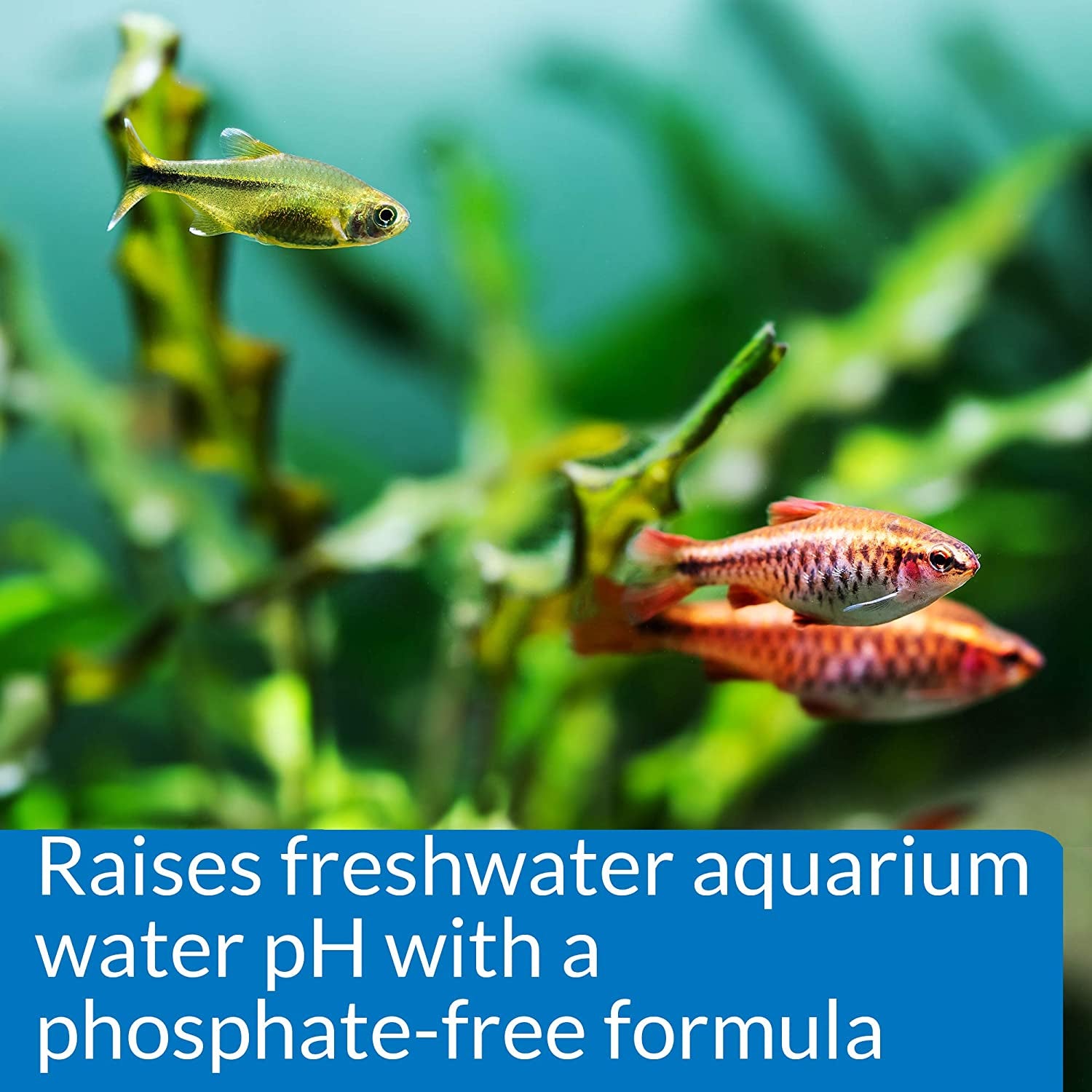 API pH Up Freshwater Aquarium Water Treatment Raises Freshwater Tank pH Up