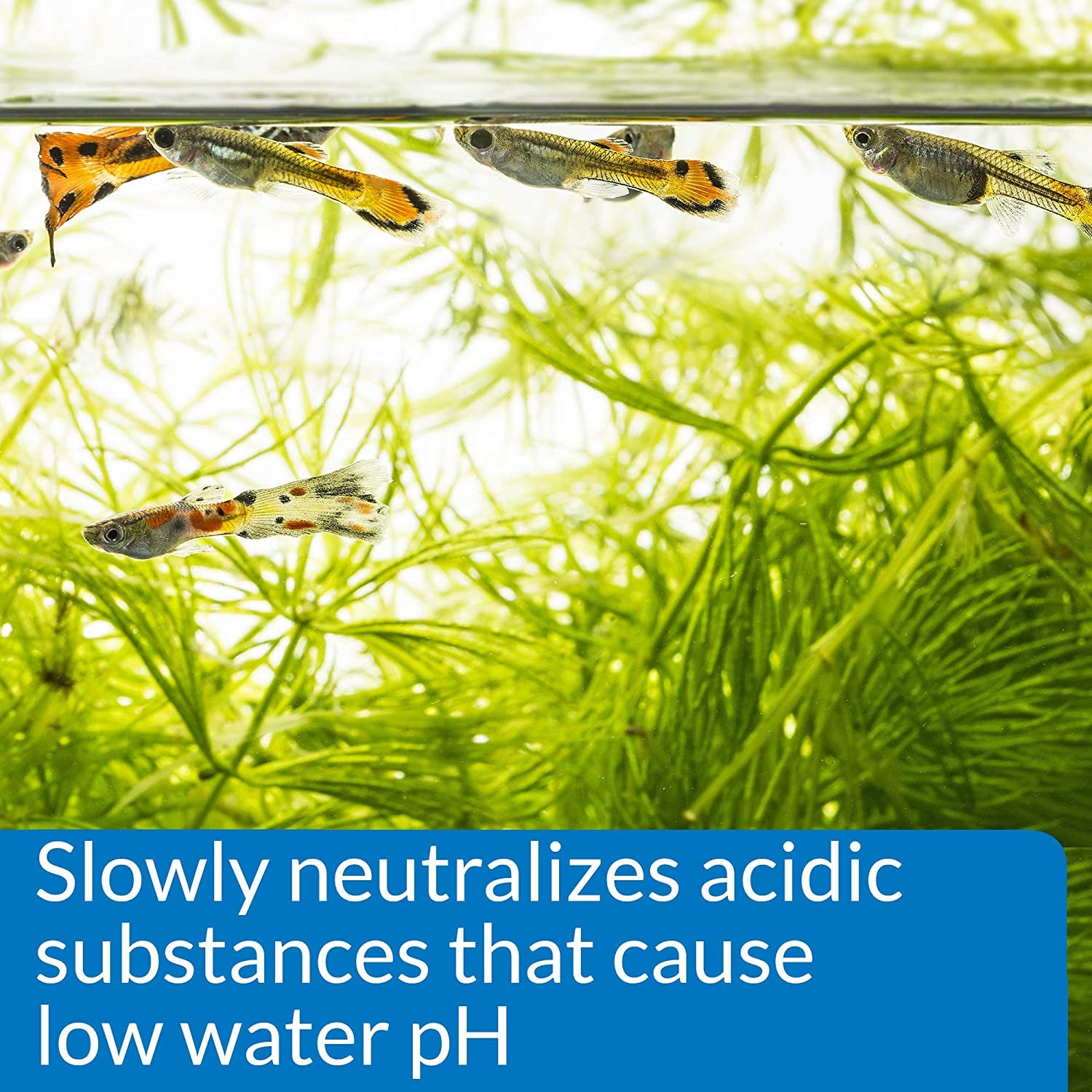 API pH Up Freshwater Aquarium Water Treatment Raises Freshwater Tank pH Up